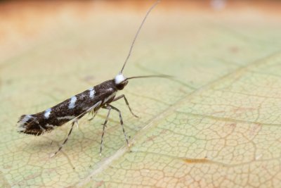 Parectopa robiniella (vzpřímenka akátová)