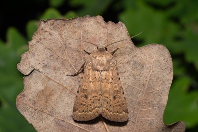 Rhyacia simulans (osenice jetelová)