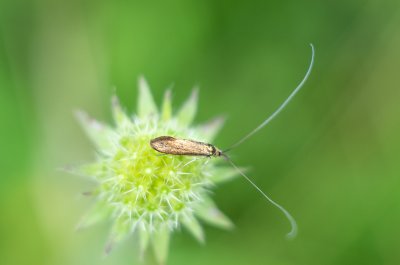 Nemophora metallica (adéla chrastavcová)