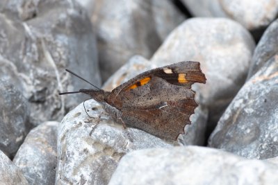 Libythea celtis (cípatec jižní)