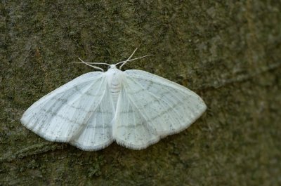 Cabera pusaria (světlokřídlec obecný)