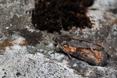 Bryophila felina (-)
