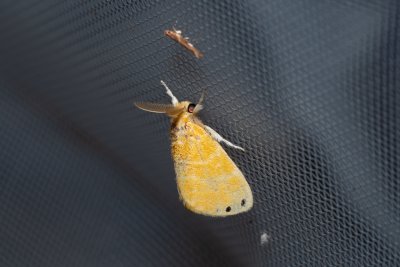 Artaxa digramma (-)