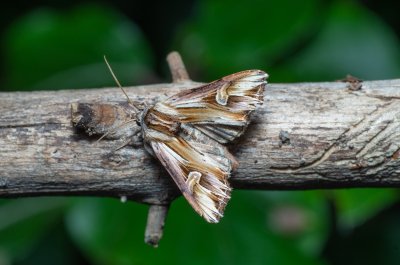 Actinotia polyodon (blýskavka půvabná)