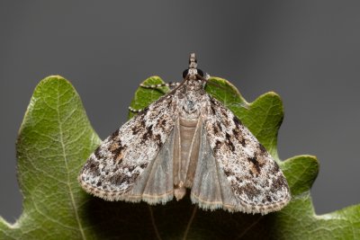 Scoparia basistrigalis (-)