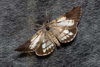 Bupalus piniaria (tmavoskvrnáč borový)