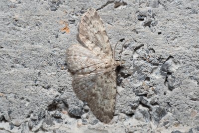 Orectis proboscidata (-)