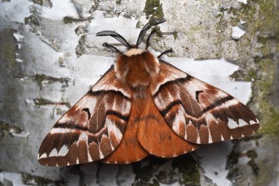 Endromis versicolora (strakáč březový), NPR Radostínské rašeliniště