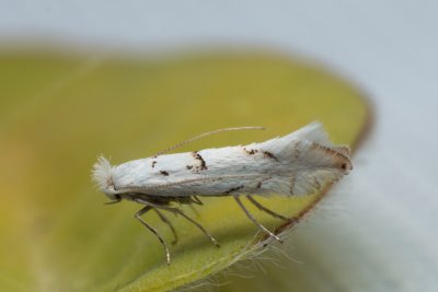 Phyllonorycter abrasella (-)