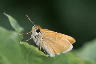 Thymelicus sylvestris (soumračník metlicový)