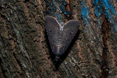 Peridroma saucia (osenice cizokrajná)