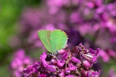 Callophrys rubi (ostruháček ostružinový)