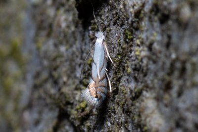 Phyllonorycter tenerella (-)