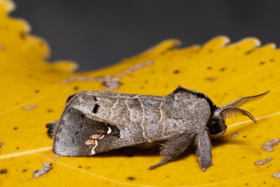 Clostera anachoreta (vztyčnořitka topolová)