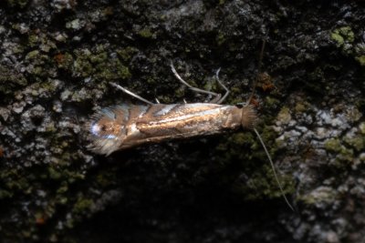 Phyllonorycter quercifoliella (-)