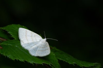 Cabera exanthemata (světlokřídlec osikový)