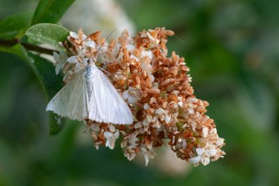 Lithostege farinata (-)