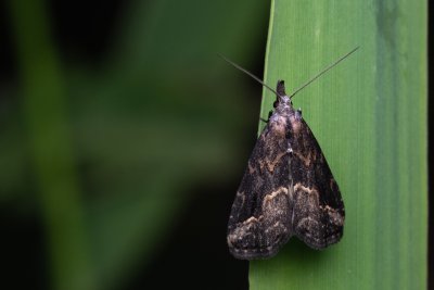 Schrankia costaestrigalis (můřička mateřídoušková)