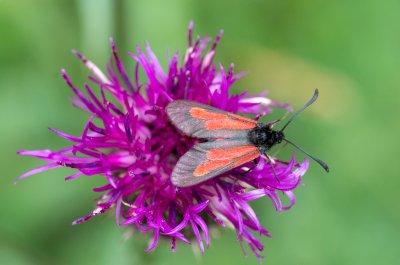 vřetenuška třeslicová