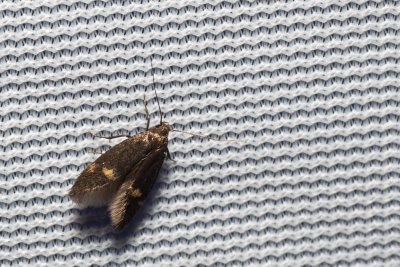 Borkhausenia minutella (-)