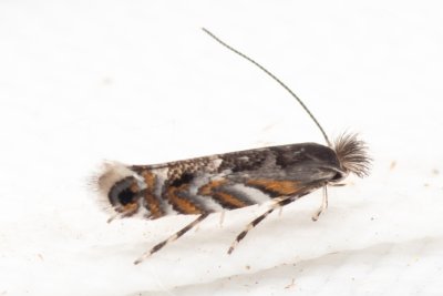 Macrosaccus robiniella (klíněnka akátová)