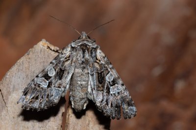 Pachetra sagittigera (můra řebříčková)