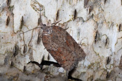 Acleris schalleriana (-)