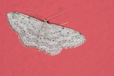 Scopula marginepunctata (vlnopásník tečkovaný)