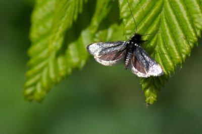 Adela reaumurella (adéla zelená)
