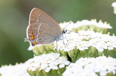 ostruháček kapinicový