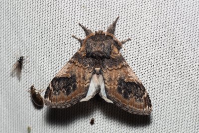 Notodonta tritophus (hřbetozubec topolový)
