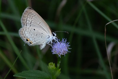 Euchrysops cnejus (-)