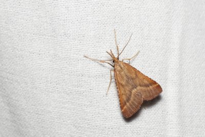 Synaphe punctalis (-)
