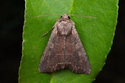 Lacanobia suasa (můra zahradní)