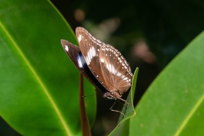 Hypolimnas bolina (-)