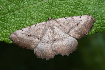 Odontognophos dumetata (šerokřídlec trnkový)