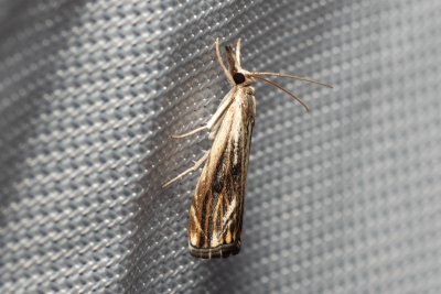 Catoptria verellus (-)