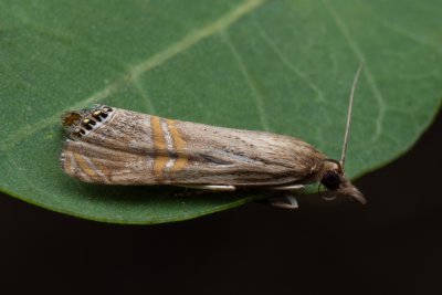 Euchromius ocellea (-)