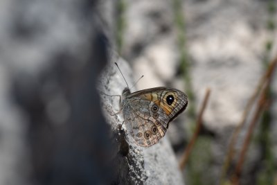 Lasiommata maera (okáč ječmínkový)