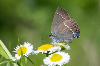 Satyrium spini (ostruháček trnkový)