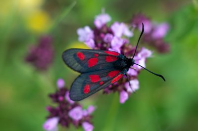 vřetenuška komonicová