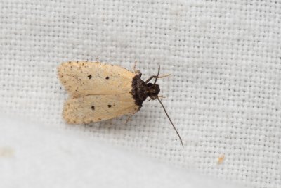Exaeretia stramentella (-)