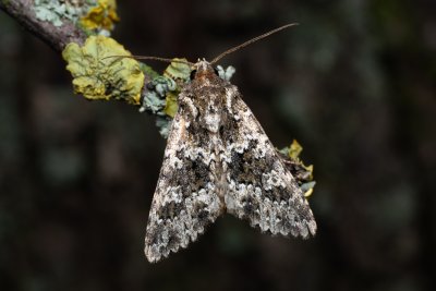 Polymixis polymita (pestroskvrnka hnědoskvrnná)