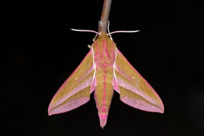 Deilephila elpenor (lišaj vrbkový)