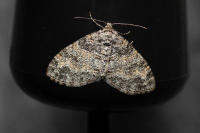 Lobophora halterata (šedokřídlec osikový)
