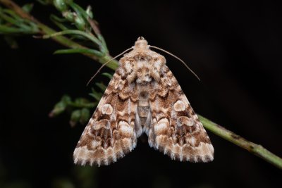 Hadena irregularis (můra ušnicová)