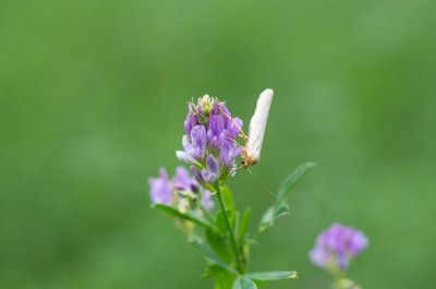 Eilema sp.