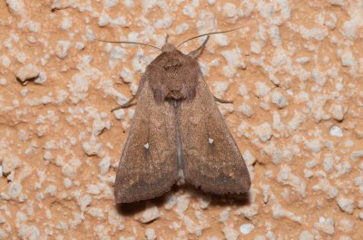 Mythimna albipuncta (plavokřídlec bělotečný)