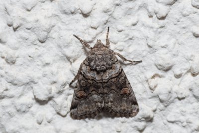 Cleoceris scoriacea (jasnobarvec bělozářkový)