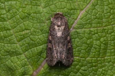 Spodoptera exigua (blýskavka červivcová)